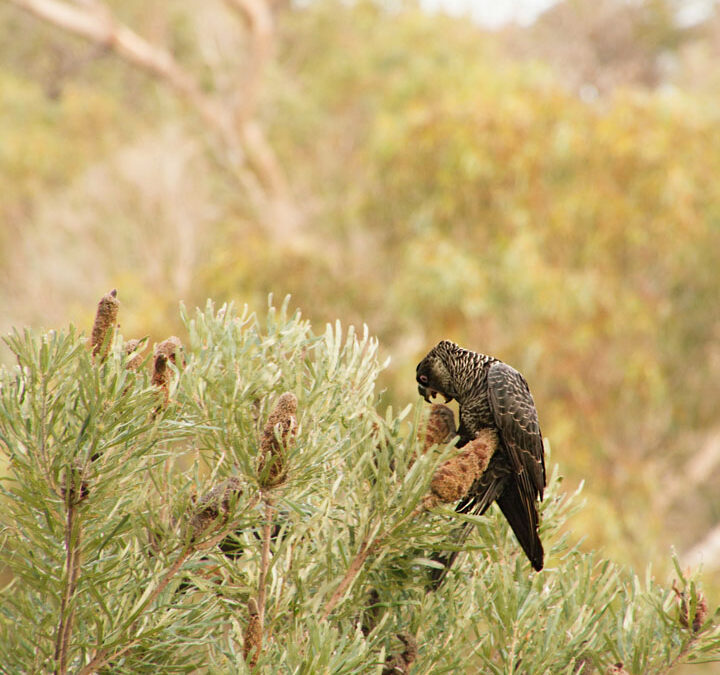 The WA Government’s policy on Black Cockatoo preservation
